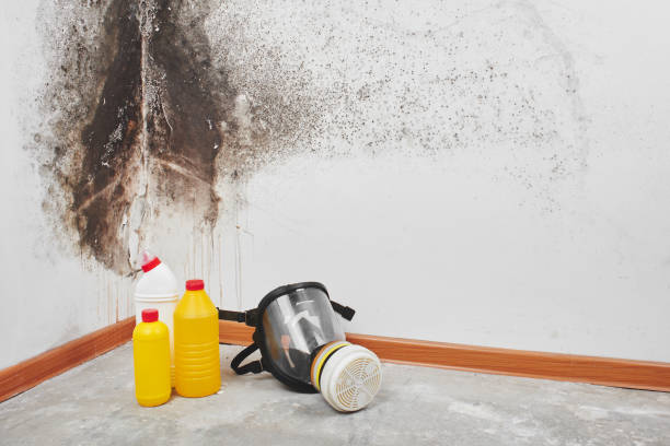 Best Mold Damage Repair  in Fowler, CA