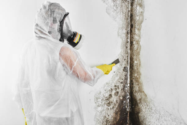 Best Toxic Mold Removal  in Fowler, CA