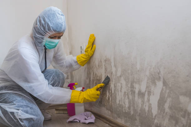 Best Mold Removal and Inspection  in Fowler, CA
