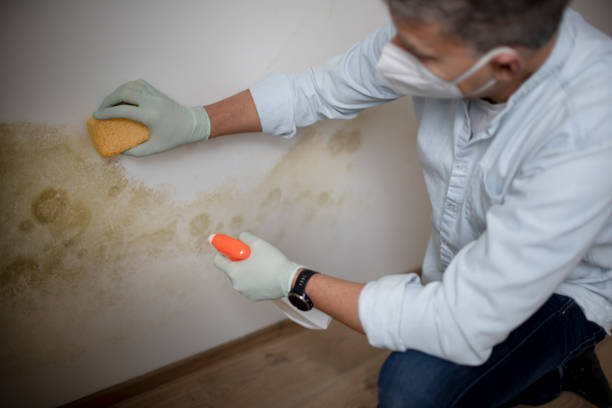 Mold Removal and Inspection in Fowler, CA