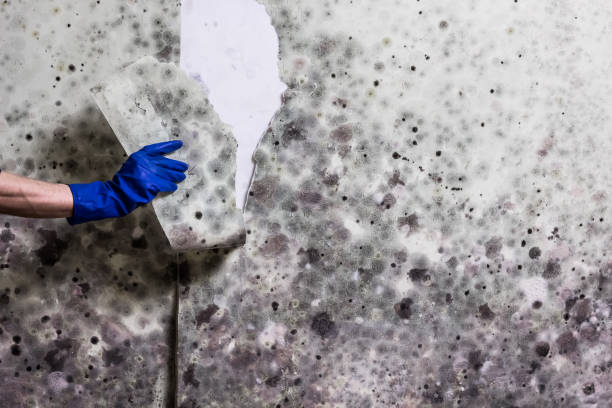 Best Commercial Mold Removal  in Fowler, CA